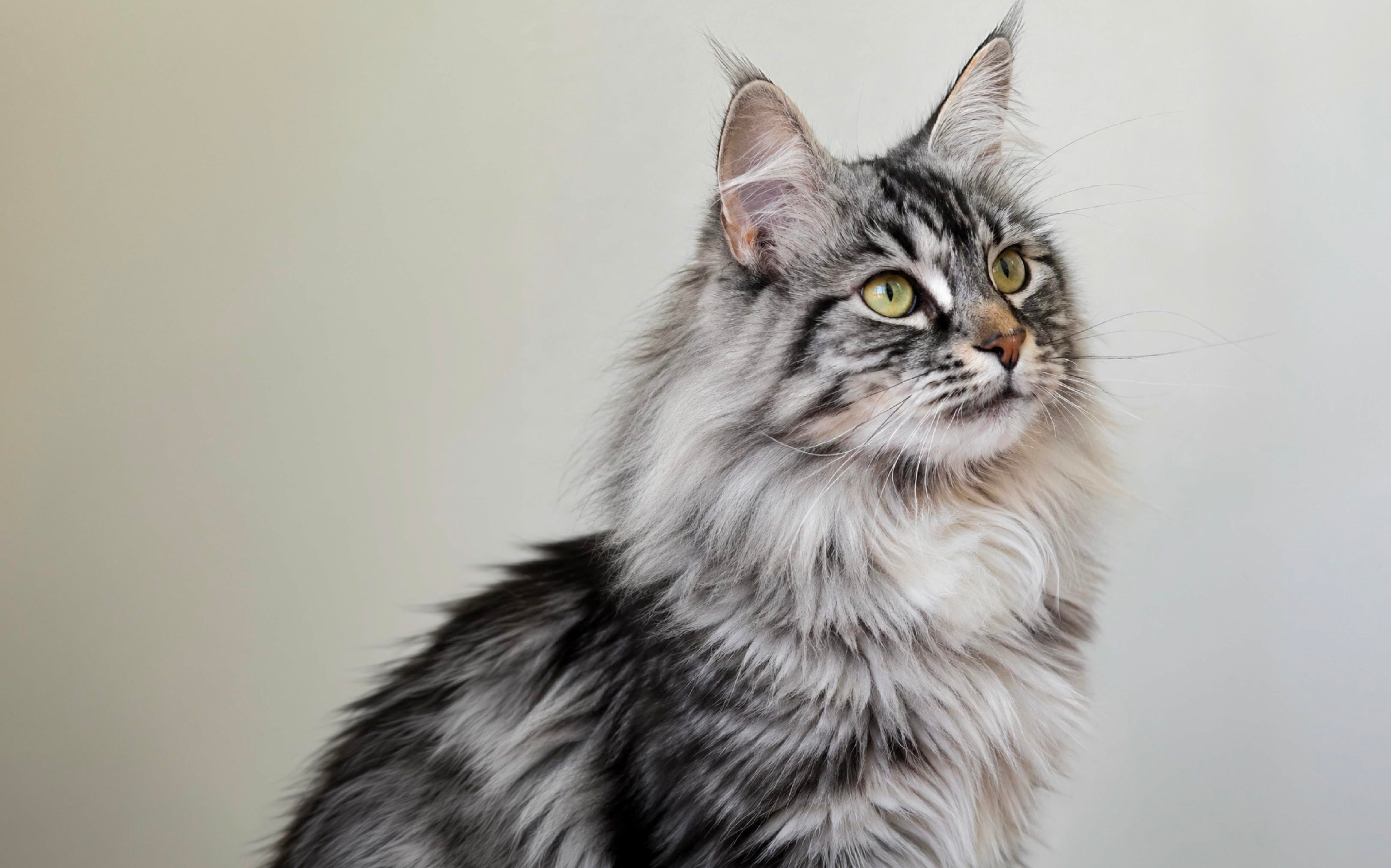 The original cat photo used as the portrait reference